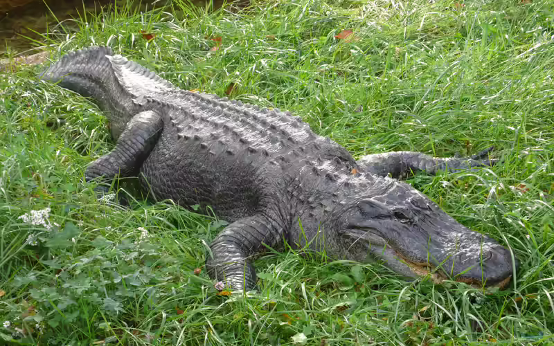 Alligator mississippiensis im Terrarium halten (Einrichtungsbeispiele mit Mississippi-Alligator)
