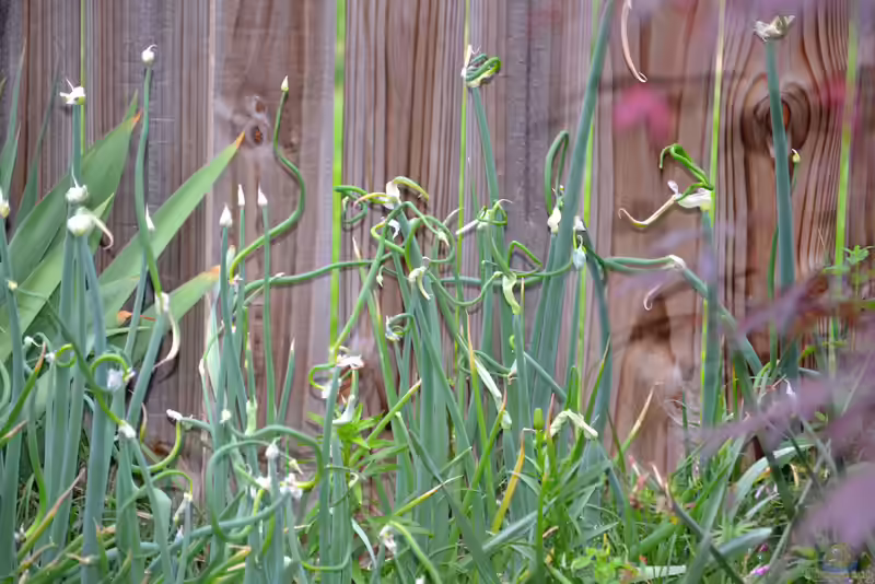 Allium proliferum im Garten pflanzen (Einrichtungsbeispiele mit Etagenzwiebel)