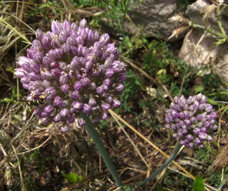 Allium rotundum im Garten pflanzen (Einrichtungsbeispiele mit Runder Lauch)