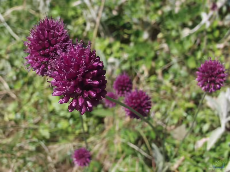 Allium sphaerocephalon im Garten pflanzen (Einrichtungsbeispiele mit Kugelköpfiger Lauch)