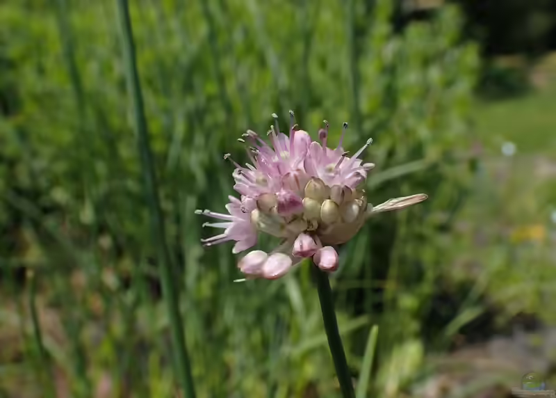 Allium strictum im Garten pflanzen (Einrichtungsbeispiele mit Steifer Lauch)