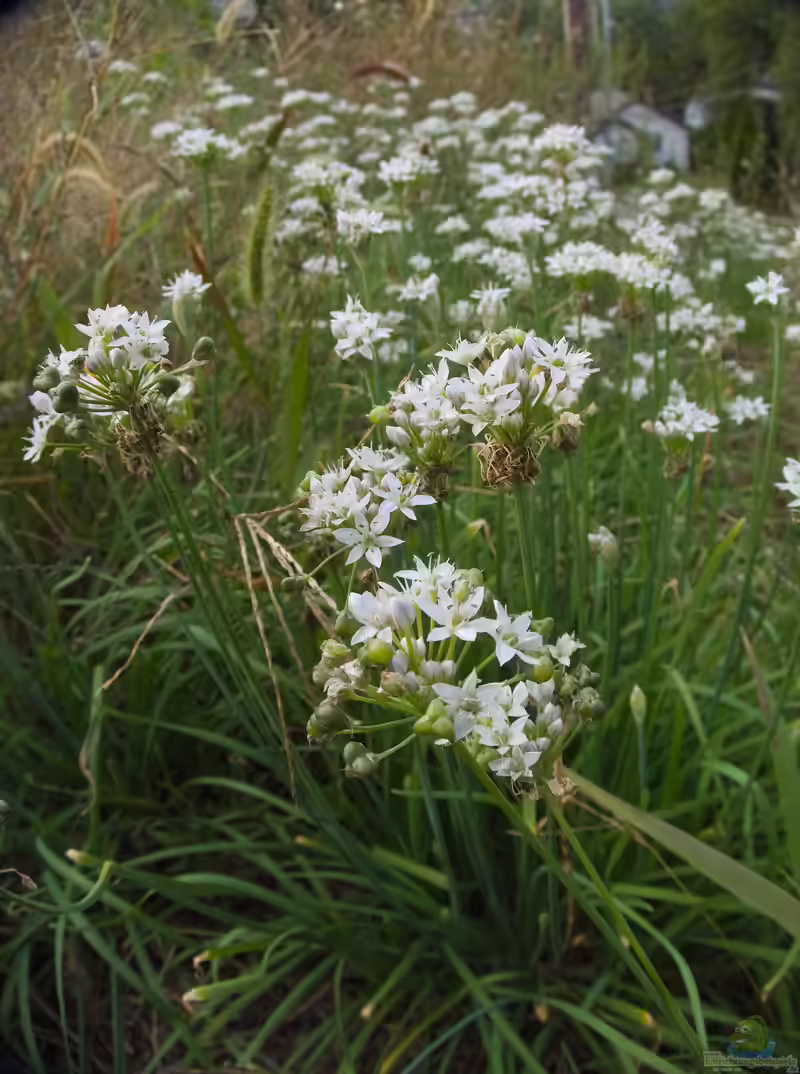 Allium tuberosum im Garten pflanzen (Einrichtungsbeispiele mit Knoblauch-Schnittlauch)