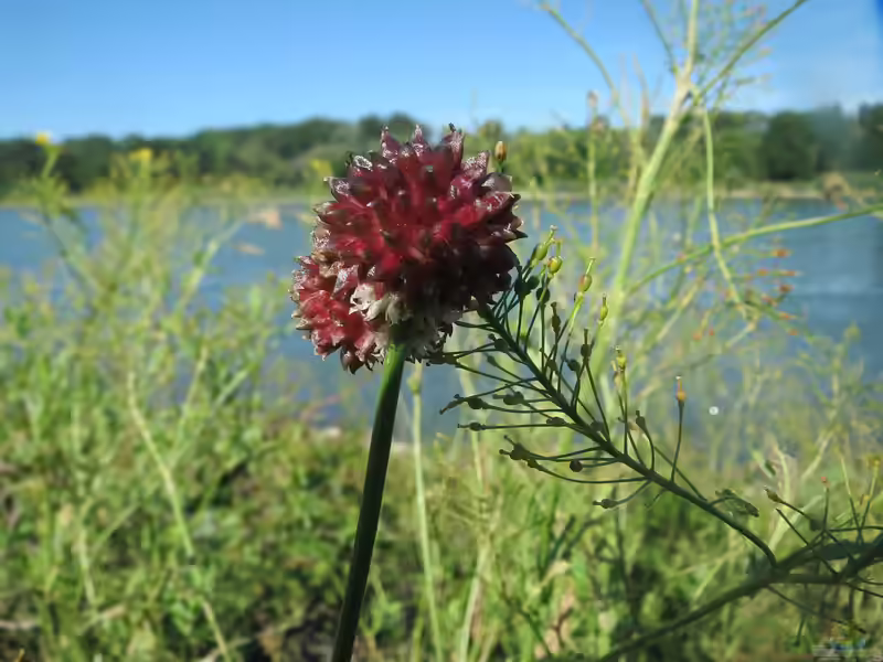 Allium vineale im Garten pflanzen (Einrichtungsbeispiele mit Weinbergs-Lauch)