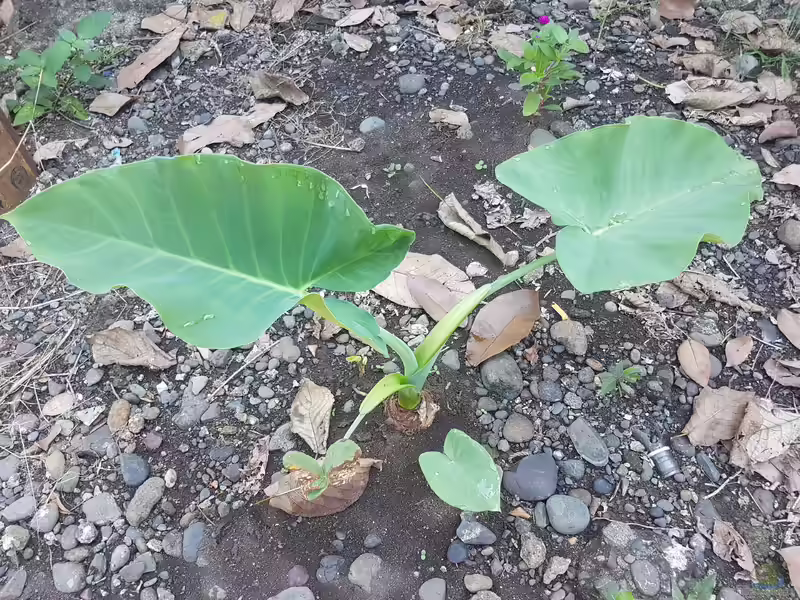 Alocasia macrorrhizos im Terrarium pflanzen (Einrichtungsbeispiele mit Riesenblättriges Pfeilblatt)