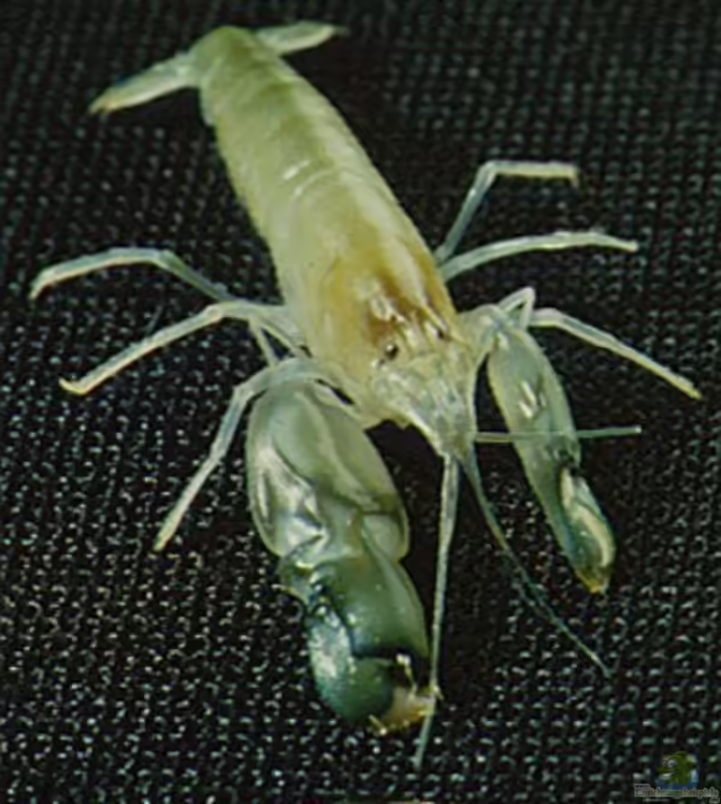 Alpheus heterochaelis im Aquarium halten (Einrichtungsbeispiele für Knallkrebs)