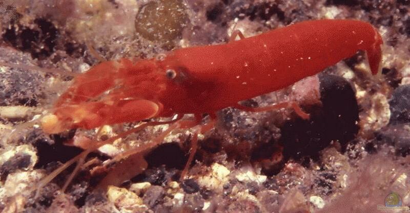 Alpheus macrocheles im Aquarium halten (Einrichtungsbeispiele für Europäischer Großscheren-Knallkrebs)