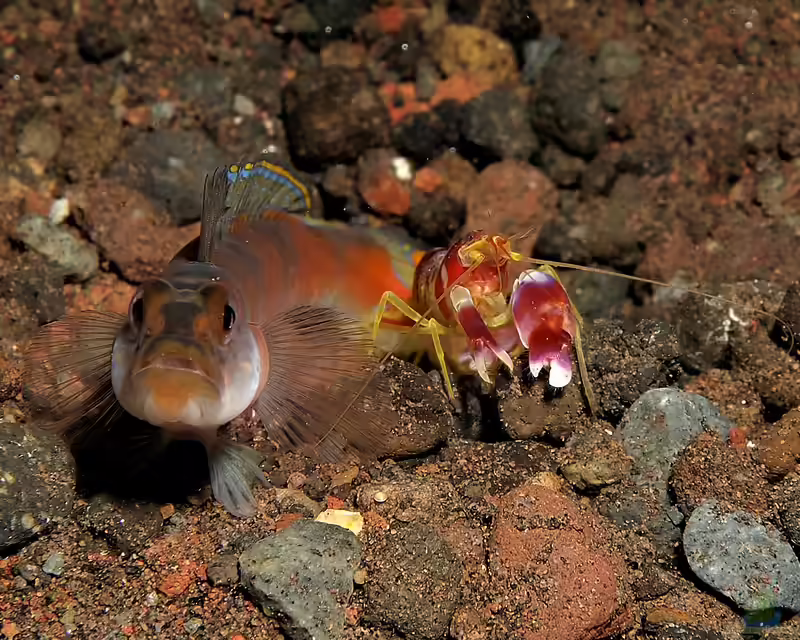 Alpheus randalli im Aquarium halten (Einrichtungsbeispiele für Randalls Knallkrebs)