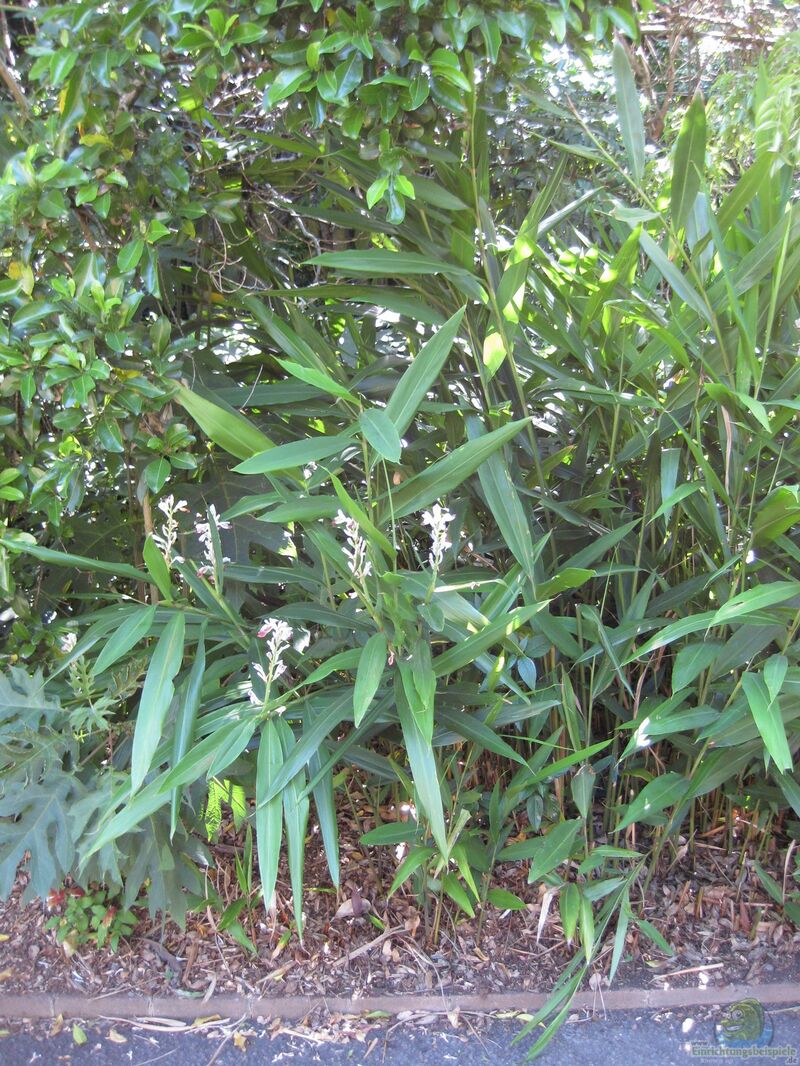 Alpinia officinarum am Gartenteich (Einrichtungsbeispiele mit Echter Galgant)