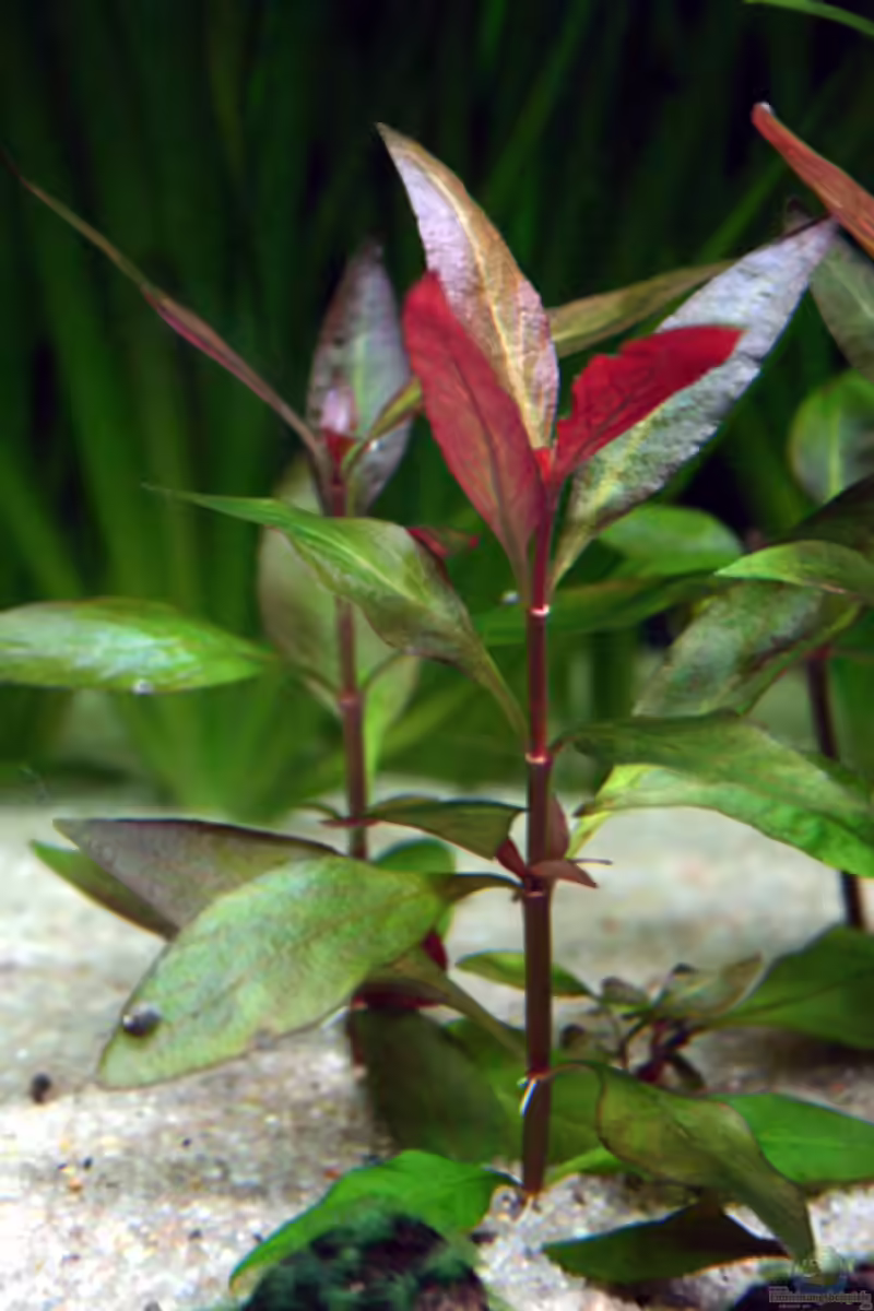 Alternanthera reineckii im Aquarium (Einrichtungsbeispiele mit Breitblättriges Papageienblatt)
