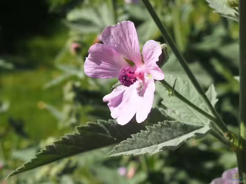 Althaea armeniaca im Garten pflanzen (Einrichtungsbeispiele mit Armenischer Eibisch)
