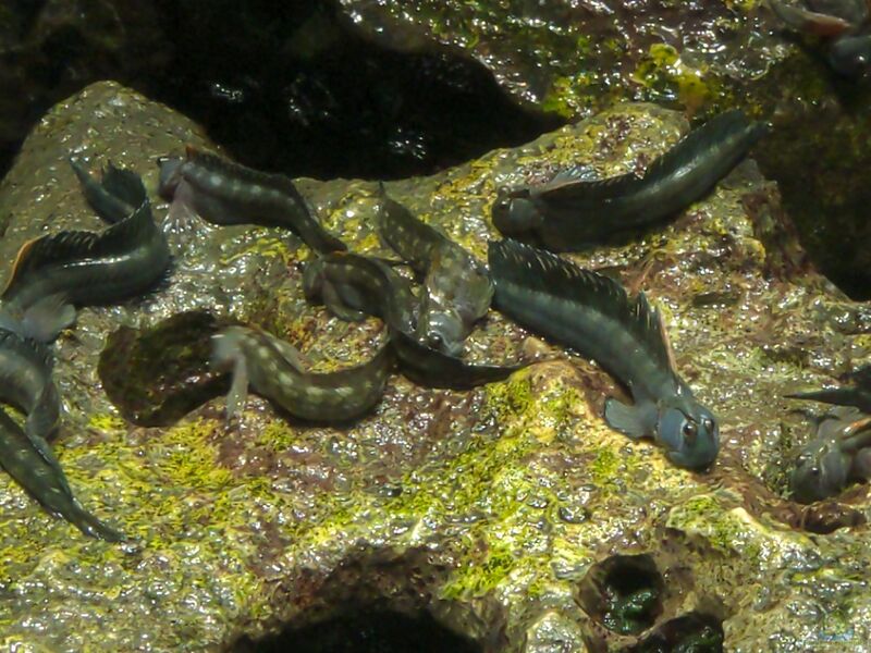 Alticus saliens im Aquarium halten (Einrichtungsbeispiele für Kammzahnschleimfisch)  - Alticus-saliensaquarium