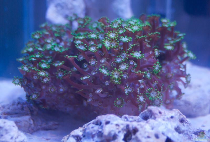 Alveopora spongiosa im Aquarium halten (Einrichtungsbeispiele für Margeritenkoralle)  - Alveopora-spongiosa-slnkaquarium