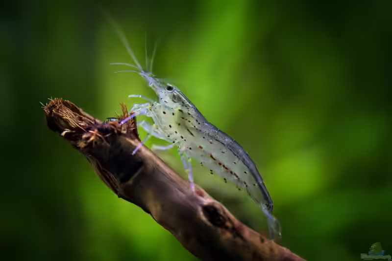 Amano-Garnele im Aquarium halten (Einrichtungsbeispiele mit Caridina multidentata)