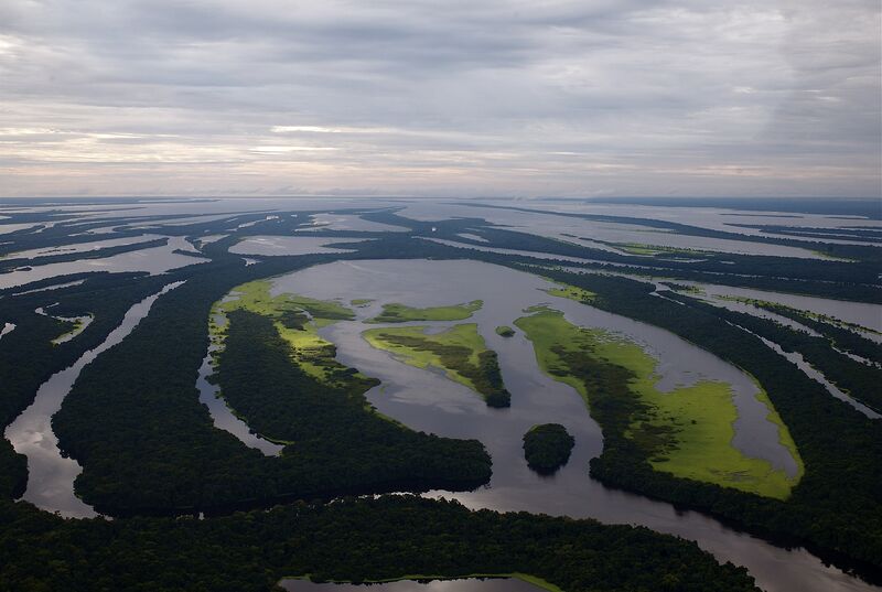 Der Amazonas als Vorbild für dein Aquarium (Einrichtungsbeispiele für Amazonas-Aquarien)