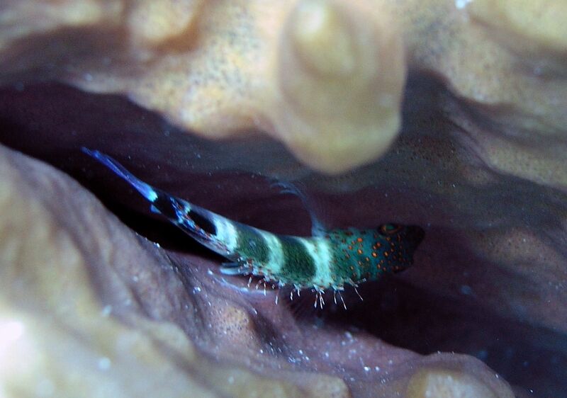 Amblycirrhitus pinos im Aquarium halten (Einrichtungsbeispiele für Karibischer Korallenwächter)  - Amblycirrhitus-pinosaquarium