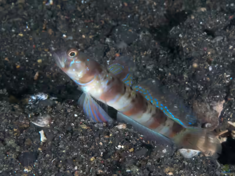 Amblyeleotris arcupinna im Aquarium halten (Einrichtungsbeispiele für Hufeisen-Garnelengrundel)