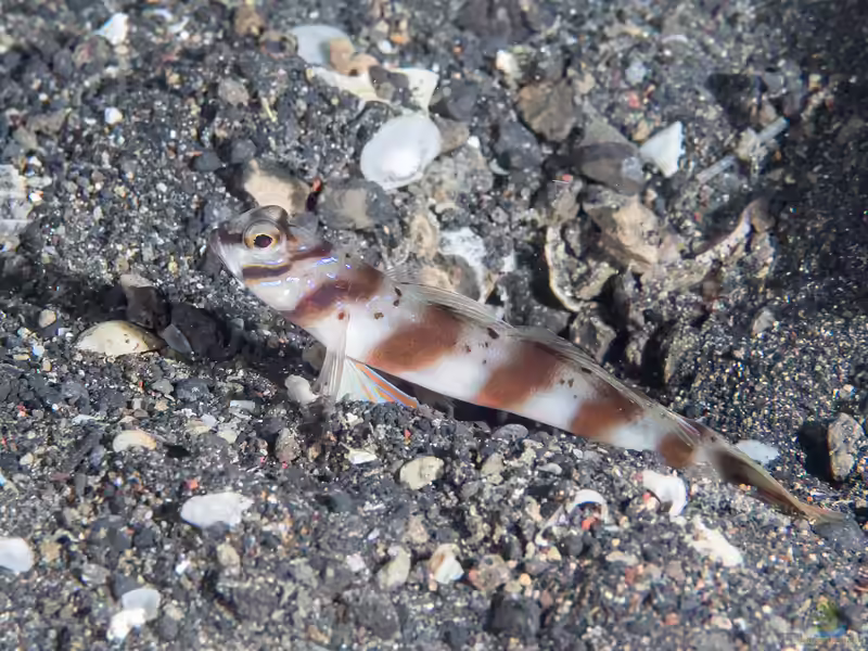Amblyeleotris diagonalis im Aquarium halten (Einrichtungsbeispiele für Diagonal-Wächtergrundel)