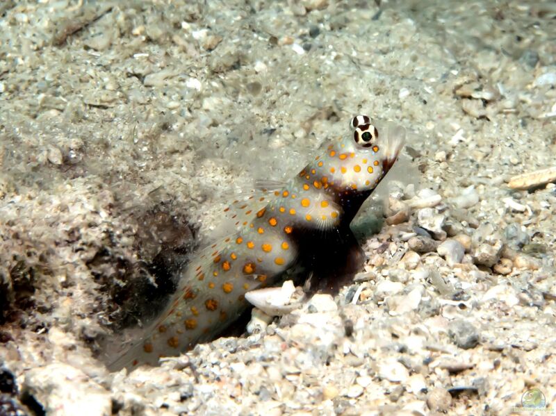 Amblyeleotris guttata im Aquarium halten (Einrichtungsbeispiele für Partner-Grundel)