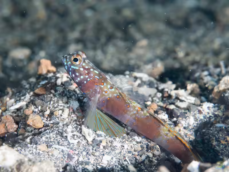 Amblyeleotris latifasciata im Aquarium halten (Einrichtungsbeispiele für Breitgebänderte Garnelengrundel)