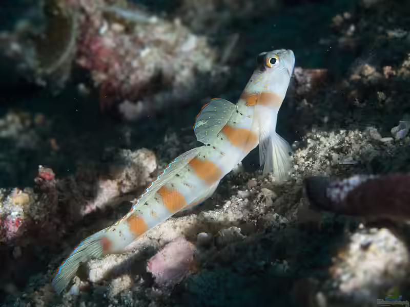 Amblyeleotris rubrimarginata im Aquarium halten (Einrichtungsbeispiele für Rotstreifen-Partnergrundel)