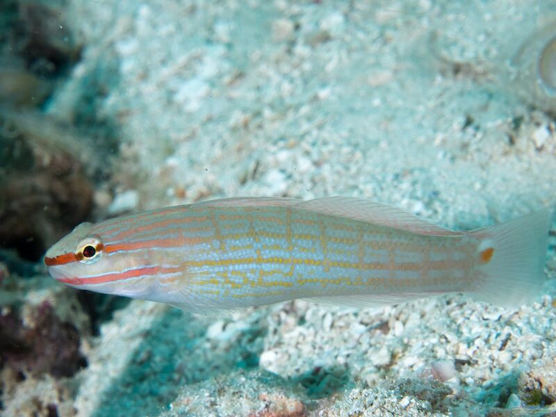 Amblygobius decussatus im Aquarium halten (Einrichtungsbeispiele für Orangestreifen-Grundel)