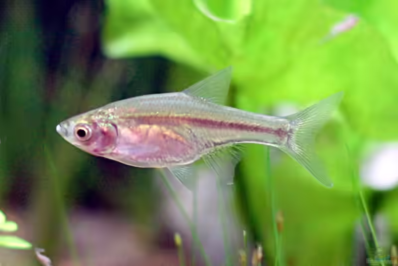 Amblypharyngodon chulabhornae im Aquarium halten (Einrichtungsbeispiele für Prinzessinnenbärblinge)