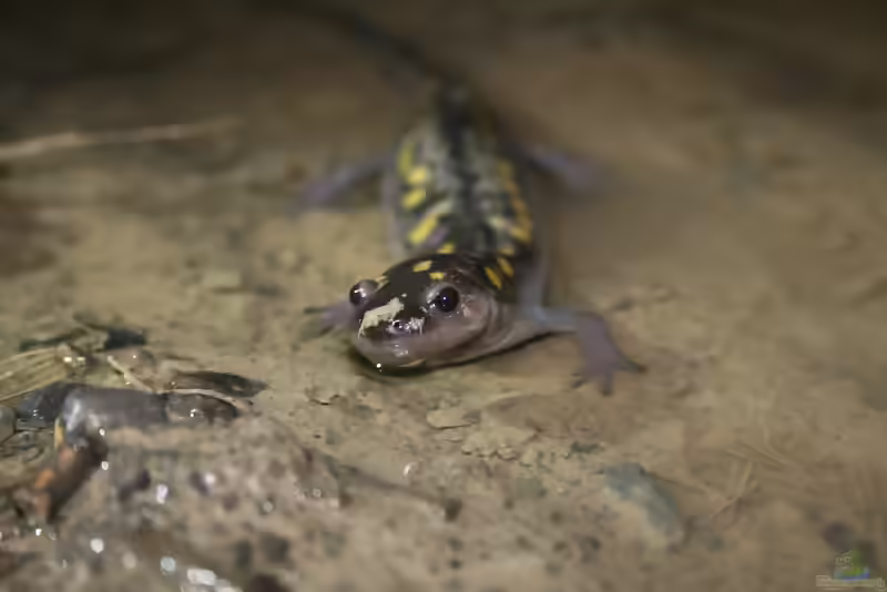 Ambystoma maculatum im Terrarium halten (Einrichtungsbeispiele mit Flecken-Querzahnmolch)