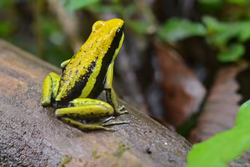 Ameerega bassleri im Terrarium halten (Einrichtungsbeispiele mit Basserls Pfeilgiftfrosch)