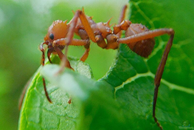 Ameisen im Formicarium halten (Einrichtungsbeispiele für Ameisen)  - Ameiseaquarium