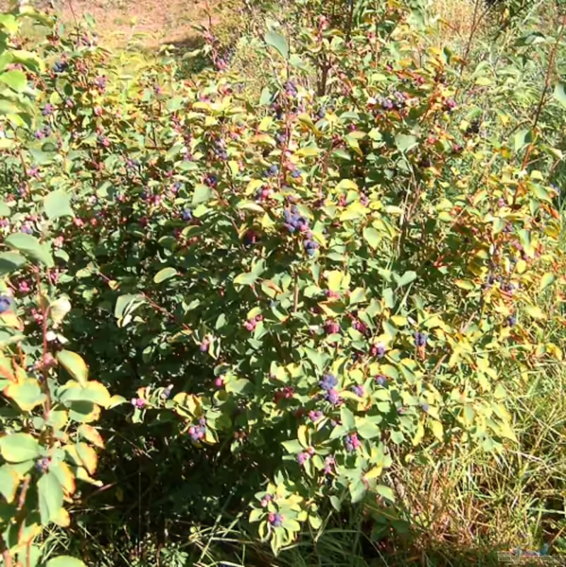 Amelanchier ovalis im Garten pflanzen (Einrichtungsbeispiele mit Gewöhnliche Felsenbirne)