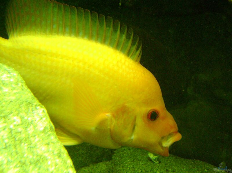 Amphilophus labiatus im Aquarium halten (Einrichtungsbeispiele für Flamingobuntbarsche)