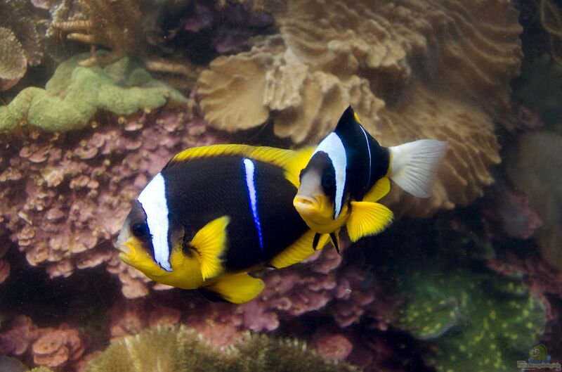 Amphiprion allardi im Aquarium halten (Einrichtungsbeispiele für Allards Anemonenfisch)