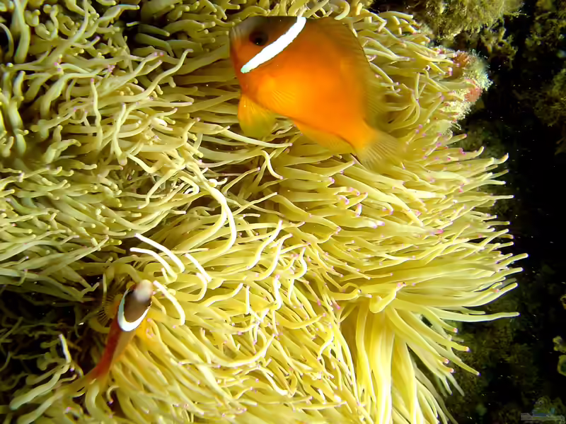 Amphiprion barberi im Aquarium halten (Einrichtungsbeispiele für Barbers Anemonenfisch)