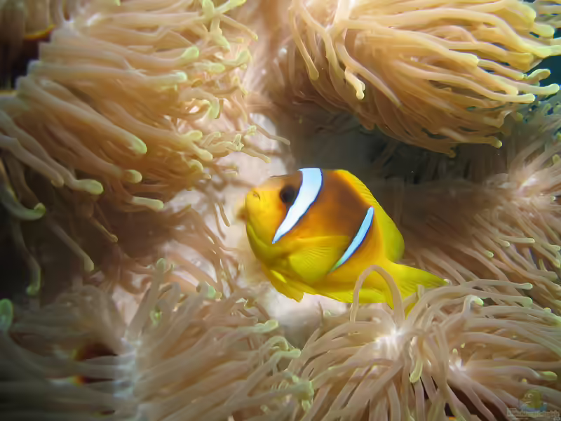 Aquarien mit Amphiprion bicinctus (Rotmeer-Anemonenfisch)
