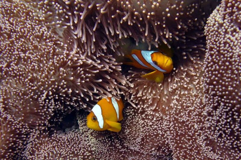 Amphiprion chagosensis im Aquarium halten (Einrichtungsbeispiele für Chagos Anemonenfisch)