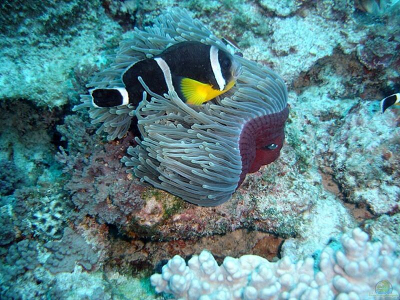 Aquarien mit Amphiprion chrysogaster (Mauritius-Anemonenfisch)  - Amphiprion-chrysogasteraquarium
