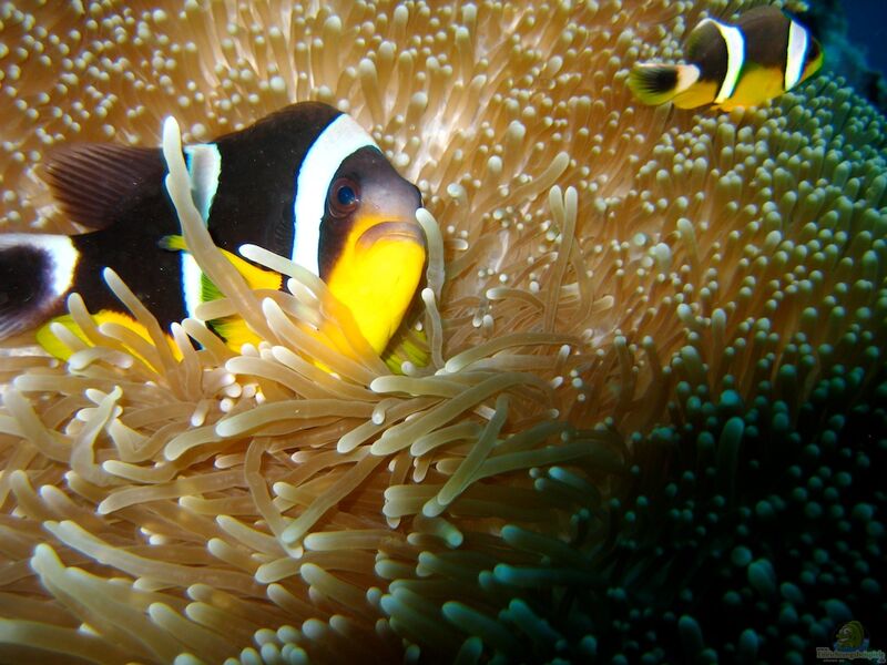 Amphiprion fuscocaudatus im Aquarium halten (Einrichtungsbeispiele für Seychellen Anemonenfisch)  - Amphiprion-fuscocaudatusaquarium