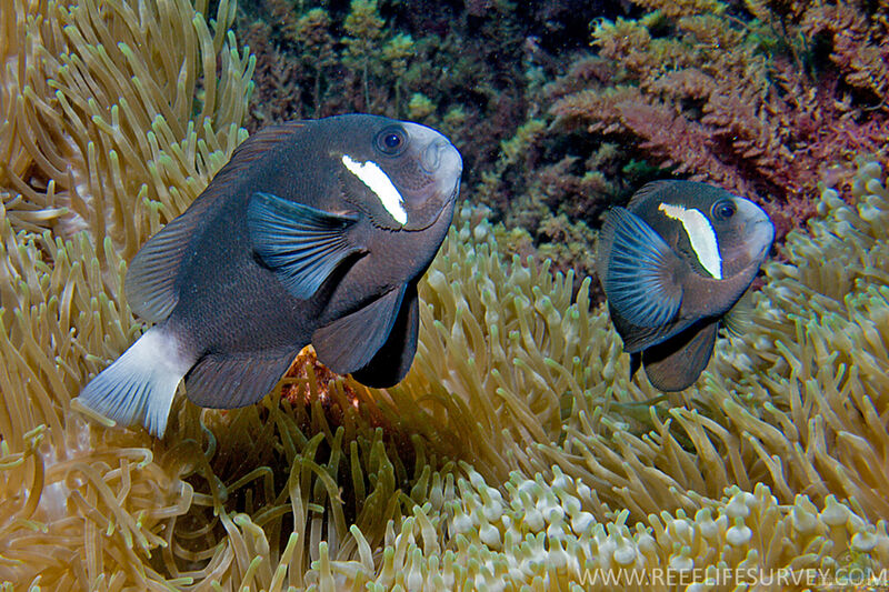 Amphiprion mccullochi im Aquarium halten (Einrichtungsbeispiele für McCullochs Anemonenfisch)