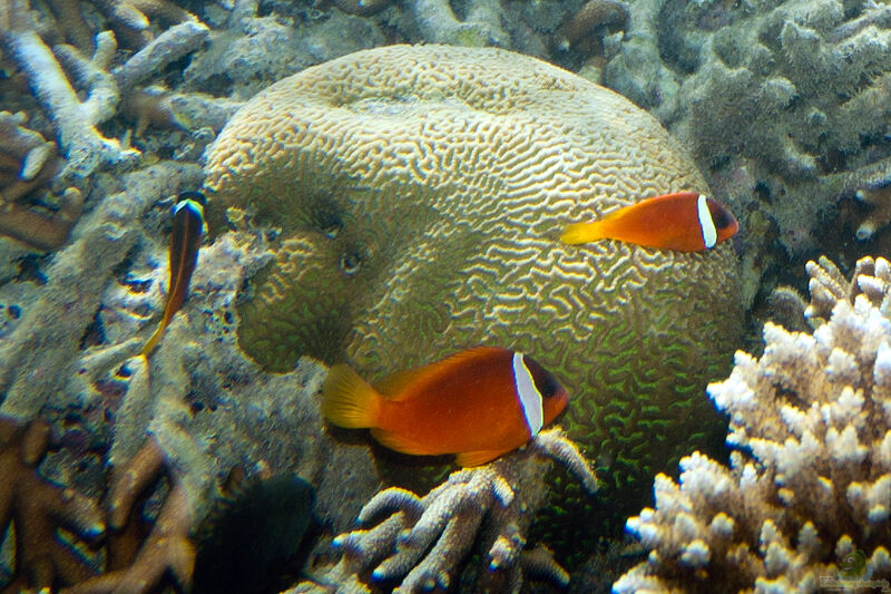 Aquarien mit Amphiprion melanopus (Schwarzflossen-Anemonenfisch)