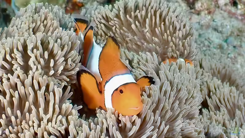 Amphiprion ocellaris im Aquarium halten (Einrichtungsbeispiele mit Falscher Clownfisch)