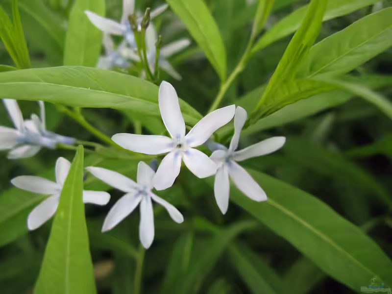 Amsonia elliptica im Garten pflanzen (Einrichtungsbeispiele mit Asiatischer Röhrenstern)