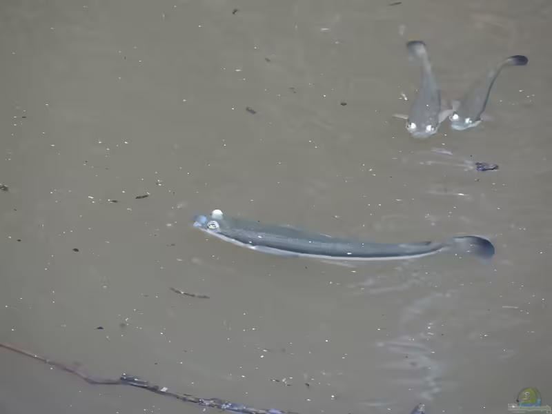 Anableps dowei: Pazifischer Vieraugenfisch im Aquarium halten (Einrichtungsbeispiele mit Anableps dowei)
