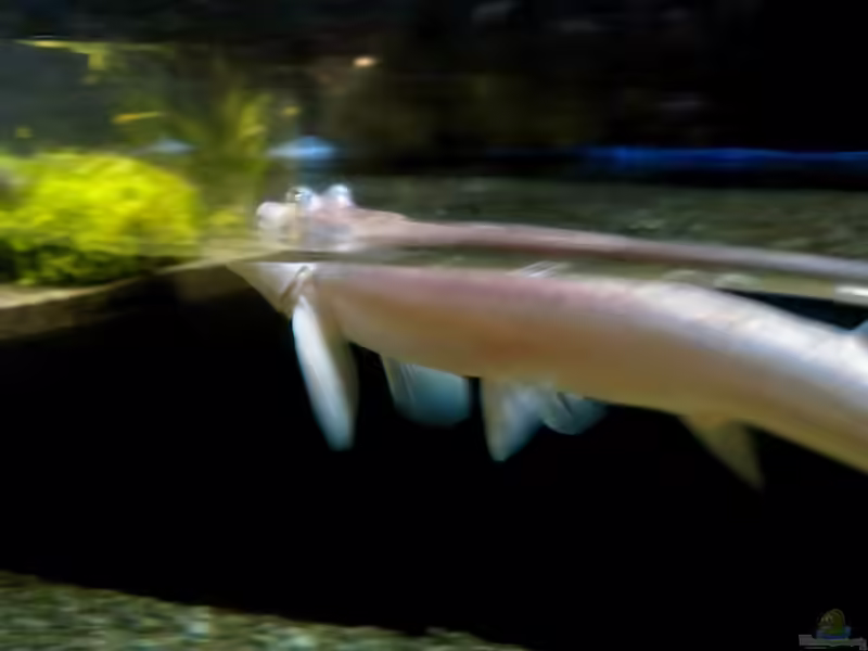 Anableps microlepis im Aquarium halten (Einrichtungsbeispiele für Feinschuppiges Vierauge)