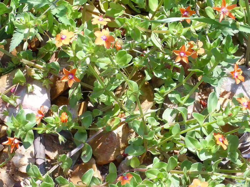 Anagallis arvensis am Gartenteich (Einrichtungsbeispiele mit Acker-Gauchheil)