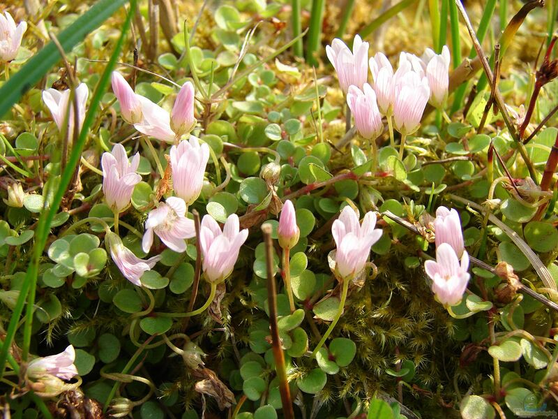 Anagallis tenella am Gartenteich (Einrichtungsbeispiele mit Zarter Gauchheil)