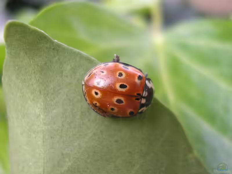 Anatis ocellata im Garten (Einrichtungsbeispiele mit Augenfleck-Marienkäfer)