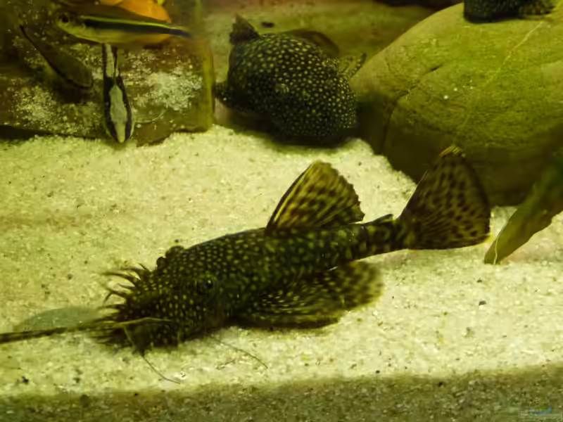Ancistrus dolichopterus im Aquarium halten (Einrichtungsbeispiele mit Blauer Antennenwels)