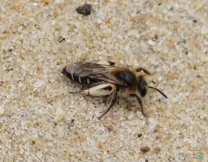 Andrena argentata im Garten (Einrichtungsbeispiele mit Silber-Sandbiene)