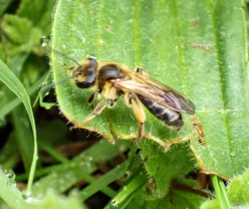 Andrena bucephala im Garten (Einrichtungsbeispiele mit Weißdorn-Sandbiene)
