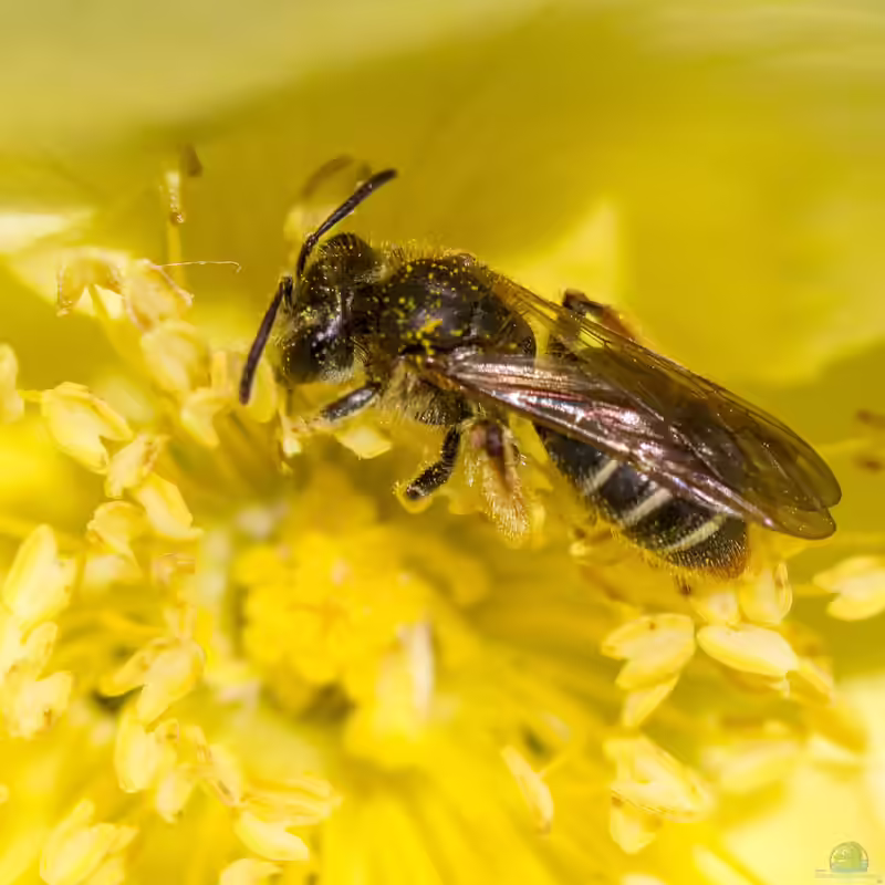 Andrena chrysosceles im Garten (Einrichtungsbeispiele mit Gelbbeinige Kielsandbiene)